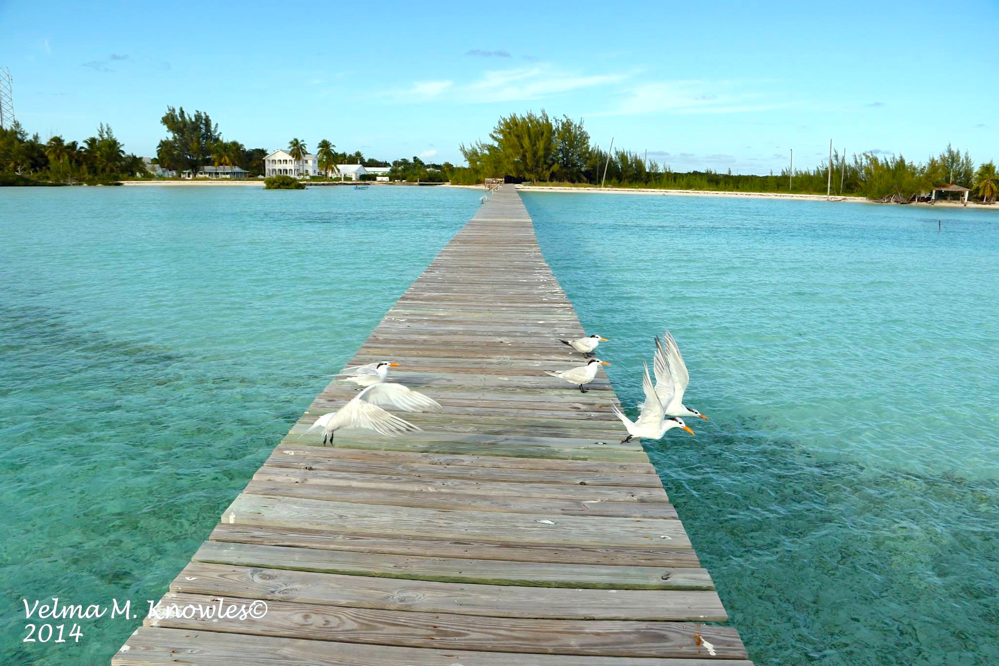 Cherokee Long Dock (Velma Knowles)