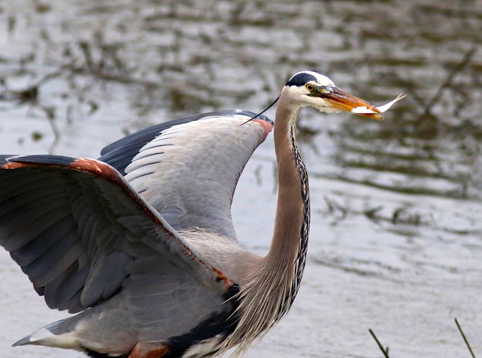 Great Blue Heron & Fish (Phil Lanoue)