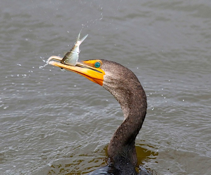 Cormorant with fish (Phil Lanoue)