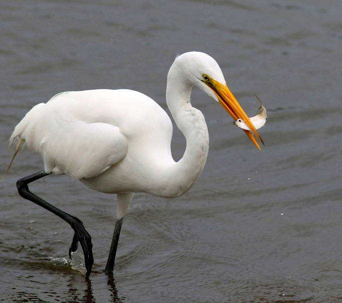 White Egret with fish (Phil Lanoue)