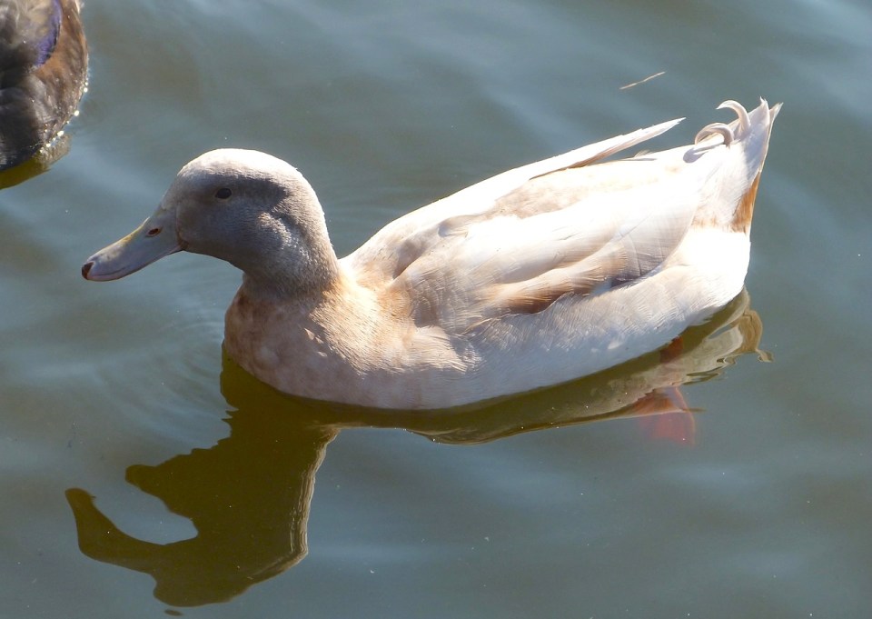 Mallard (f) - leucistic NYC Central Park