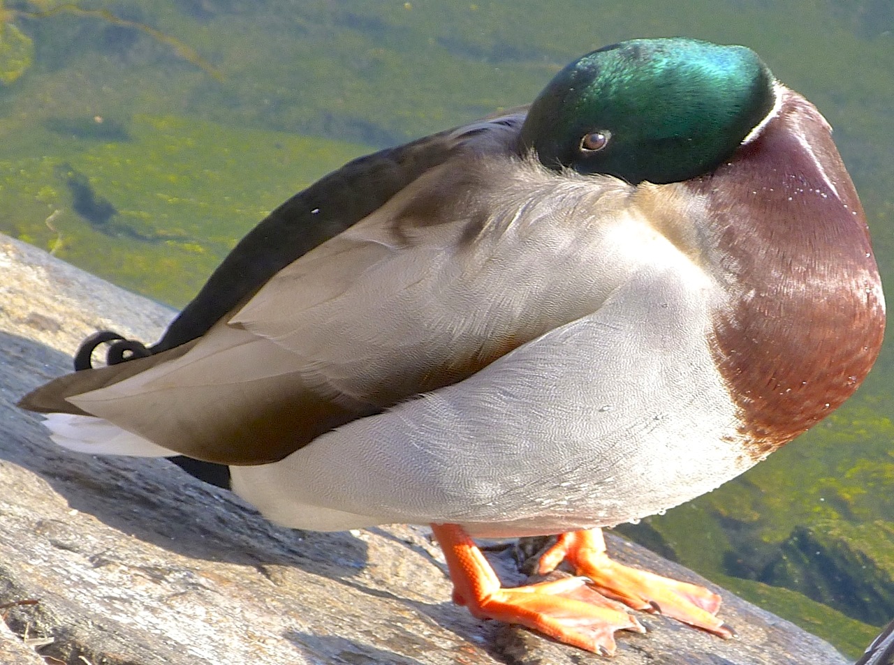 Mallard (m) NYC Central Park