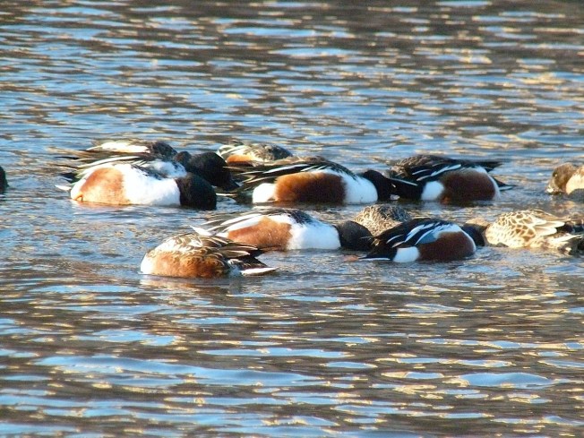 Northen Shovelers Foraging (Keith Salvesen) 1