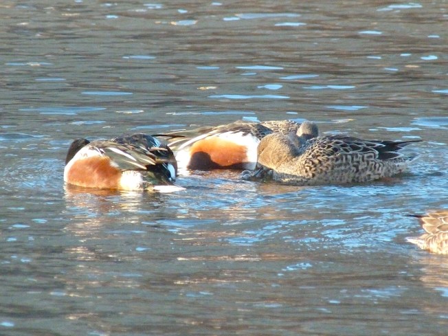 Northen Shovelers Foraging (Keith Salvesen) 3