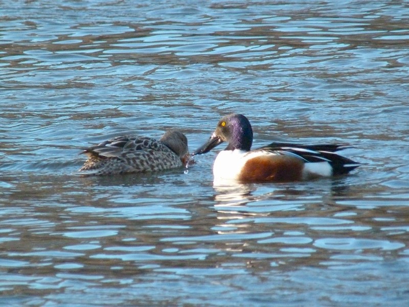 Northen Shovelers Foraging (Keith Salvesen) 5