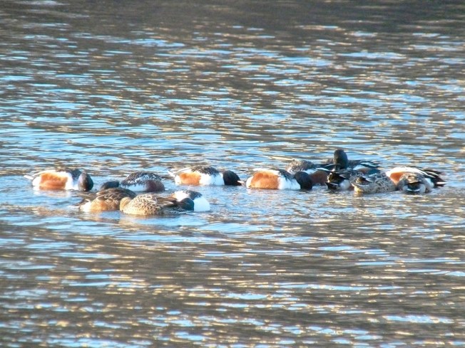 Northen Shovelers Foraging (Keith Salvesen) 7