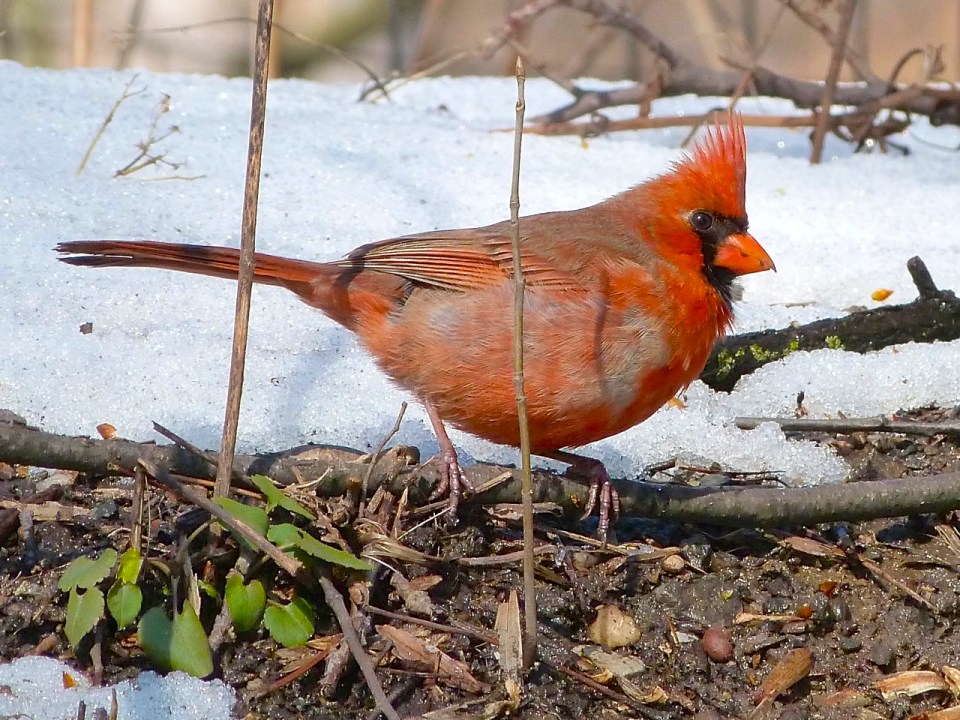 Northern Cardinal NYC