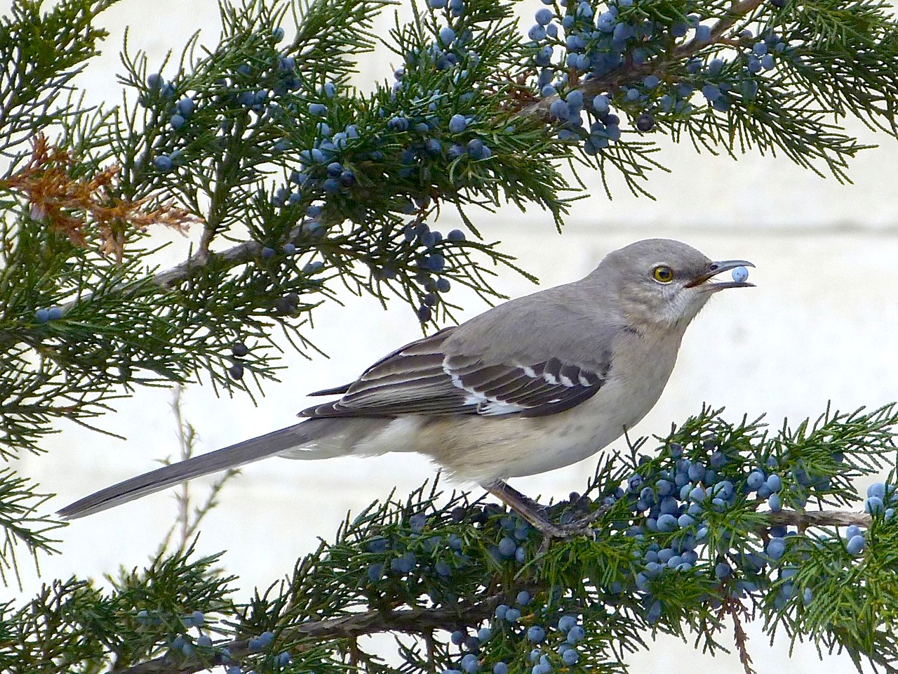 Northern Mockingbird NYC High Line