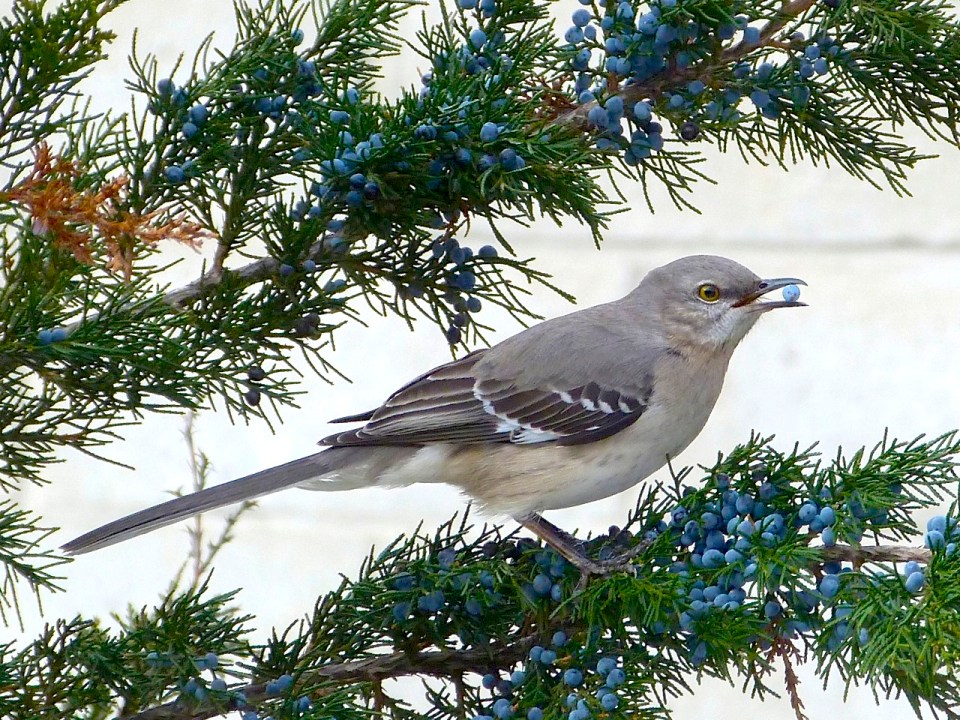 Northern Mockingbird NYC High Line