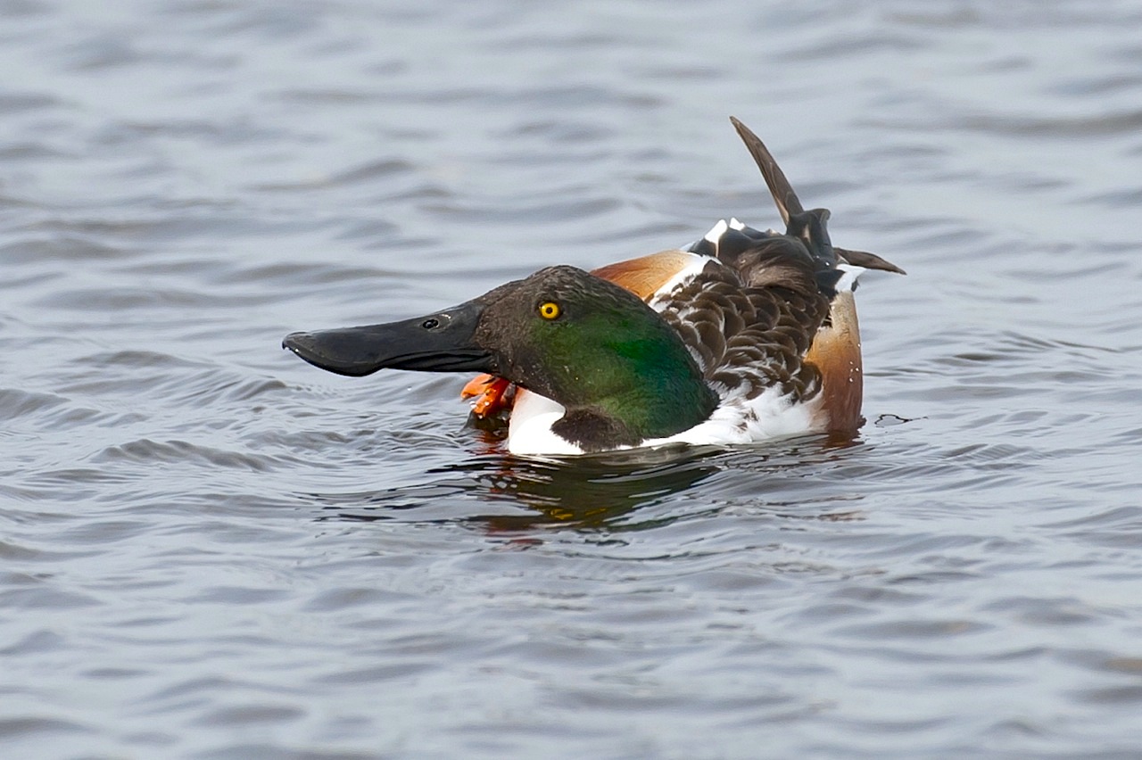 Northern Shoveler 2.Abaco Bahamas.2.12.Tom Sheley