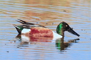 Northern Shoveler, Abaco (Woody Bracey)
