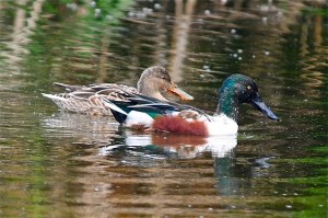 Northern Shoveler (m & f) Abaco (Tony Hepburn)
