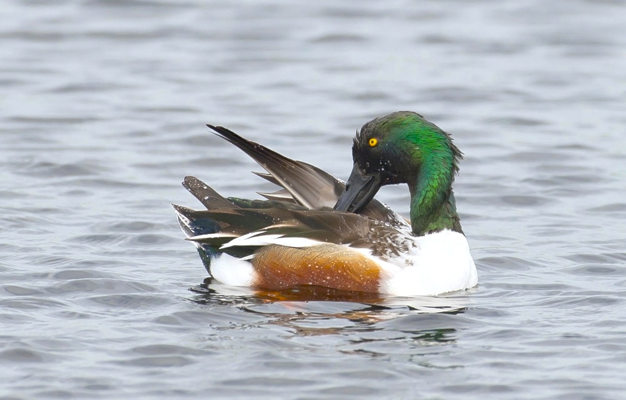 Northern Shoveler male. Abaco Bahamas. 2.12.Tom Sheley copy 2