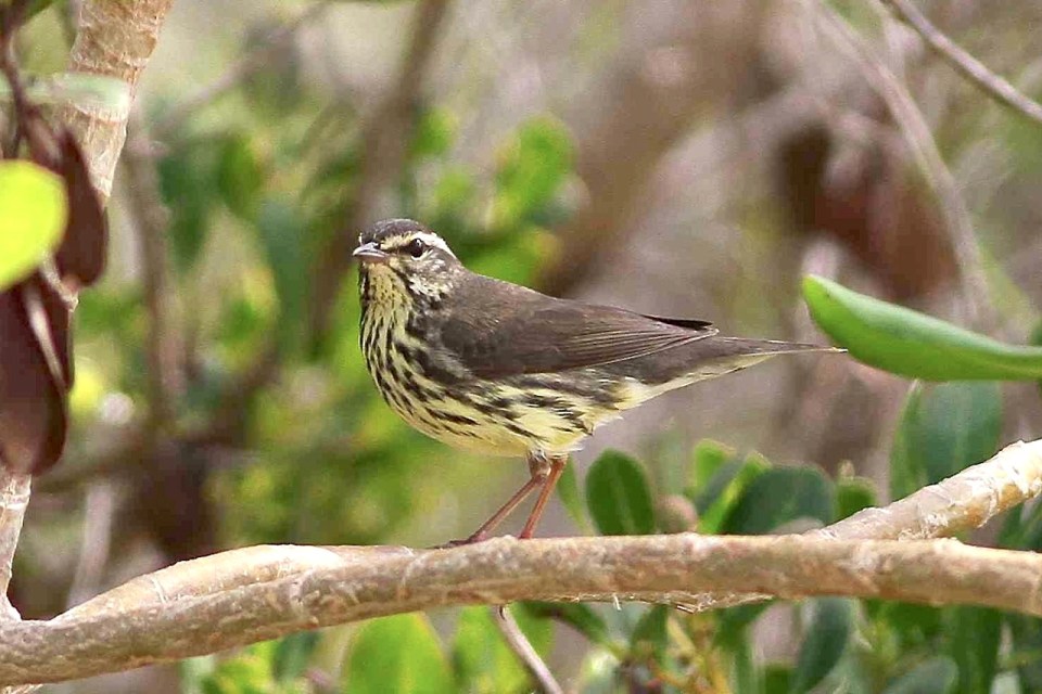 Northern Waterthrush, Abaco 1 (Gerlinde Taurer)