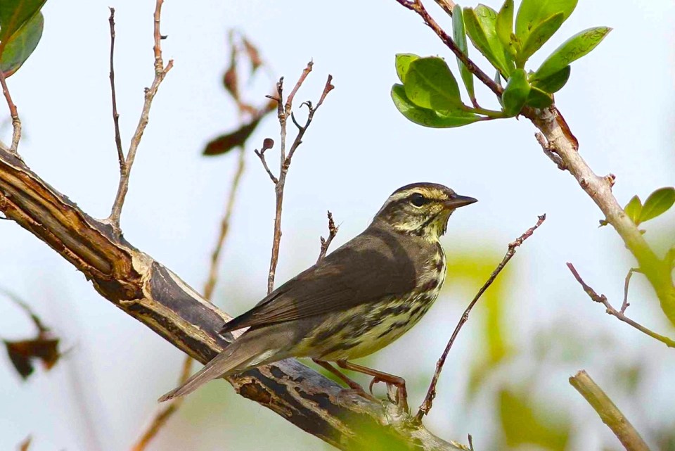 Northern Waterthrush, Abaco 2 (Gerlinde Taurer).jpg