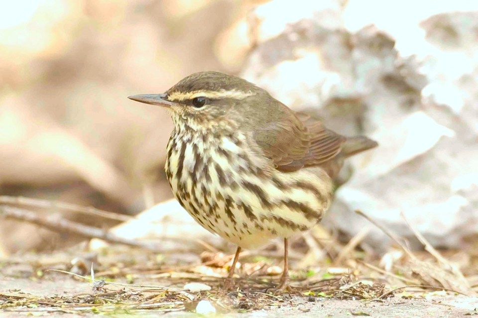 Northern Waterthrush.Bahama Palm Shores.Abaco.3.Tom Sheley