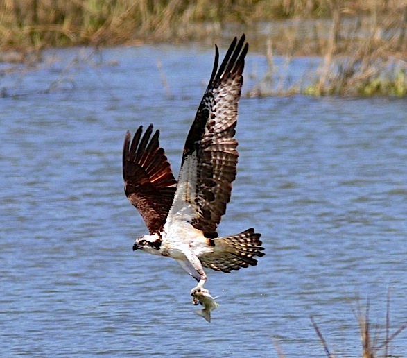Osprey with fish (Phil Lanoue)