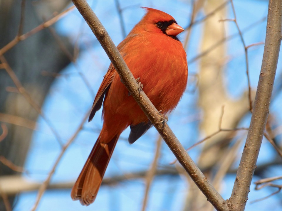 Red Cardinal 2 NYC