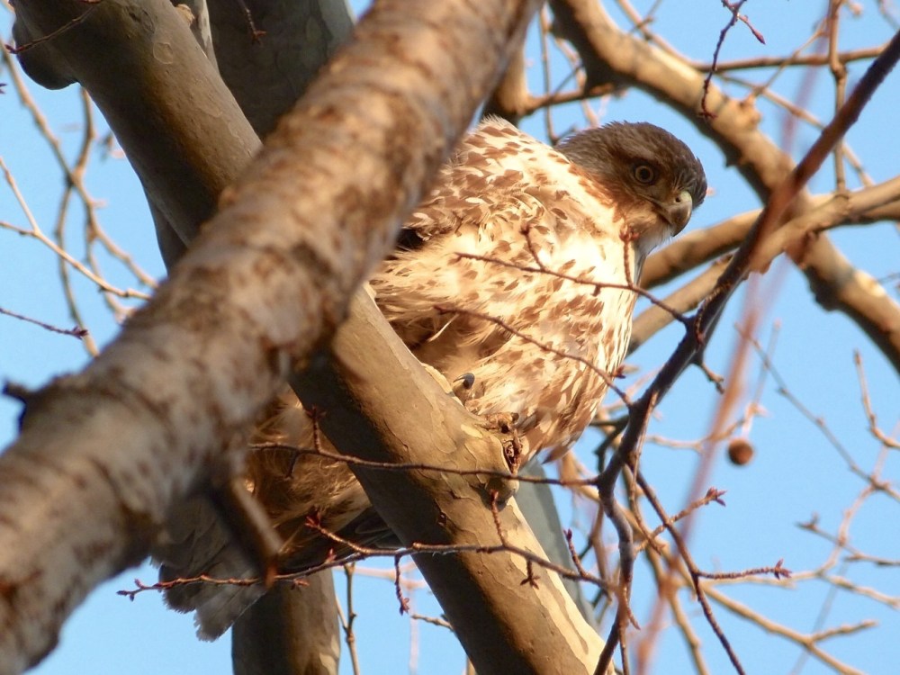 Red-tailed Hawk 2 NYC (Keith Salvesen)