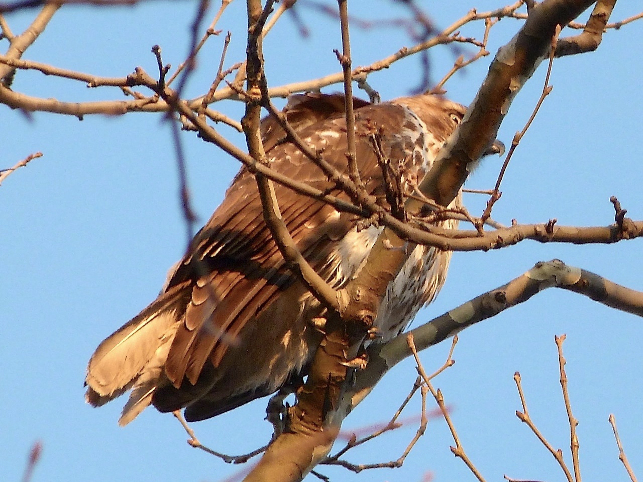 Red-tailed Hawk Central Park NYC 