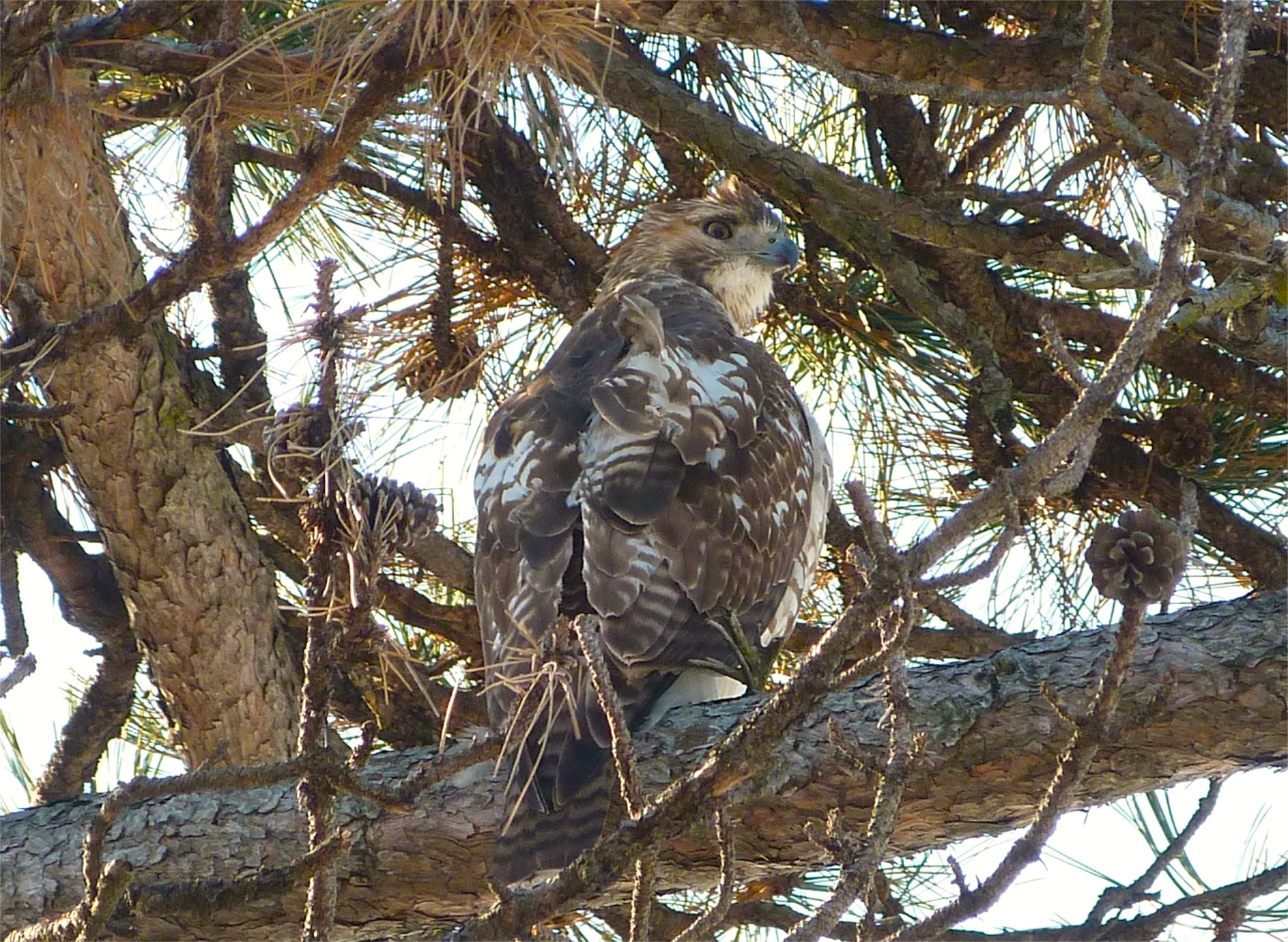 Red-tailed Hawk NYC Prospect Park Brooklyn