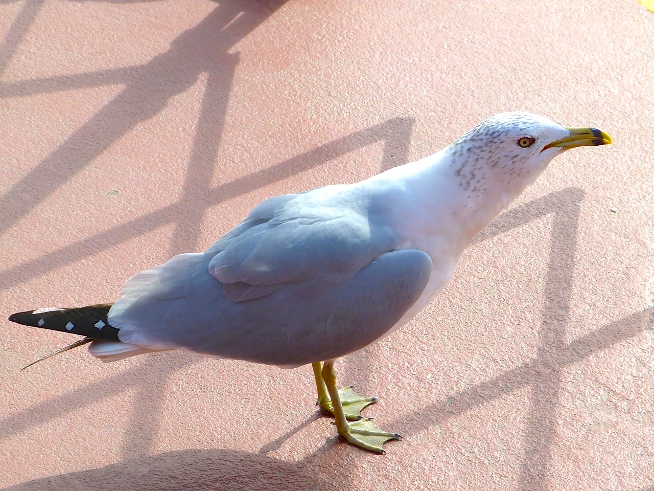 Ring-billed Gull NYC 2 Staten Island Ferry