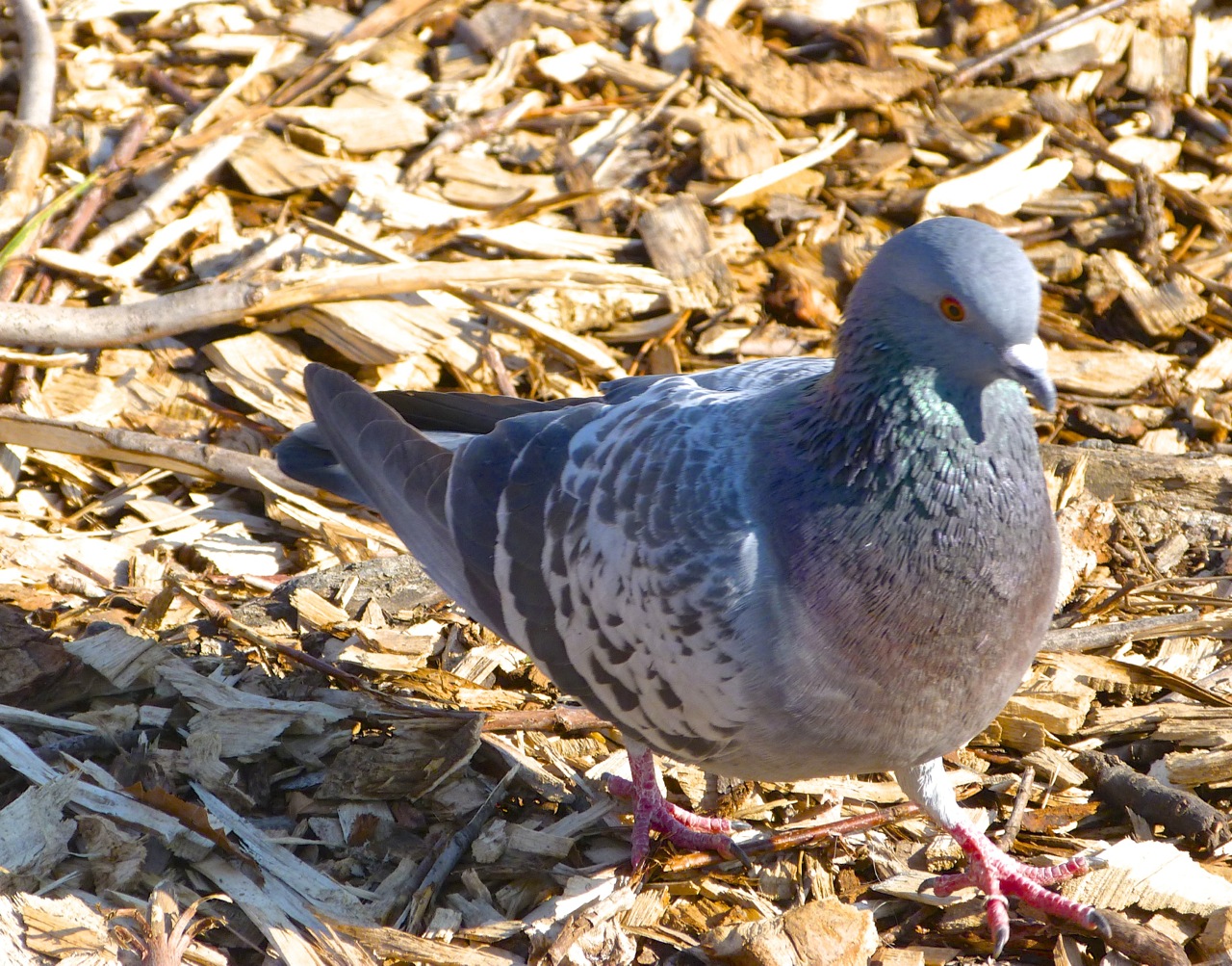 Rock Pigeon NYC (keith Salvesen)