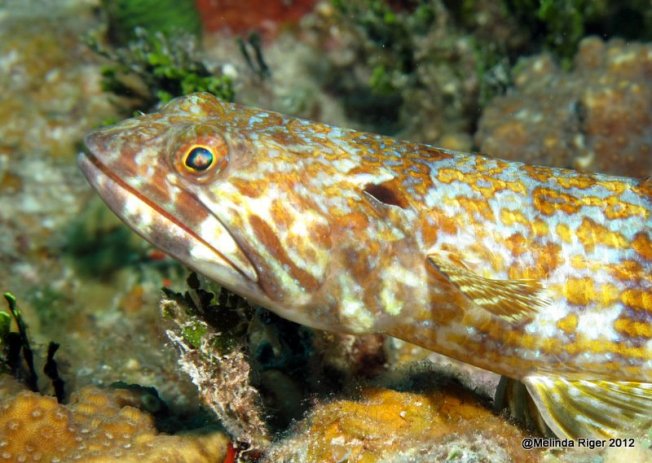 Sand Diver © Melinda Riger @ Grand Bahama Scuba