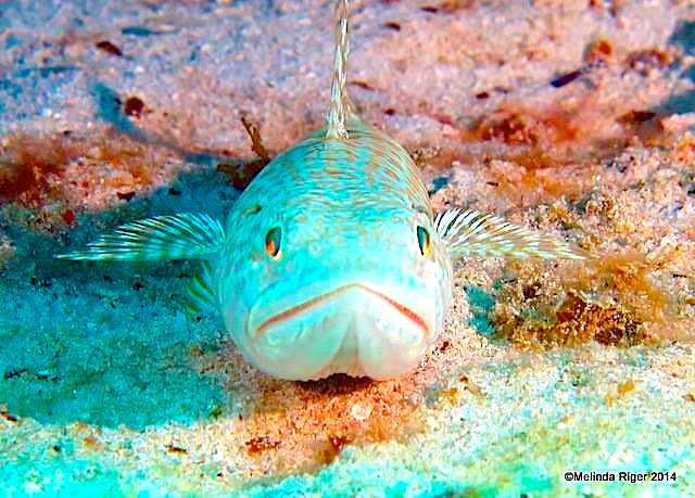 Sand Diver ©Fred Riger @ G B Scuba