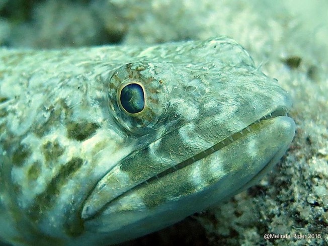 Sand Diver - ©Melinda Riger @ GB Scuba
