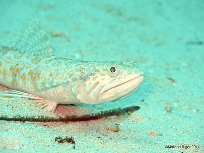 Sand Diver ©Melinda Riger @ GB Scuba