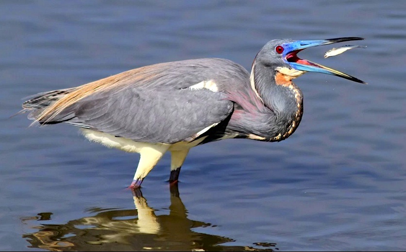 Tri-colored Heron with fish (Phil Lanoue)