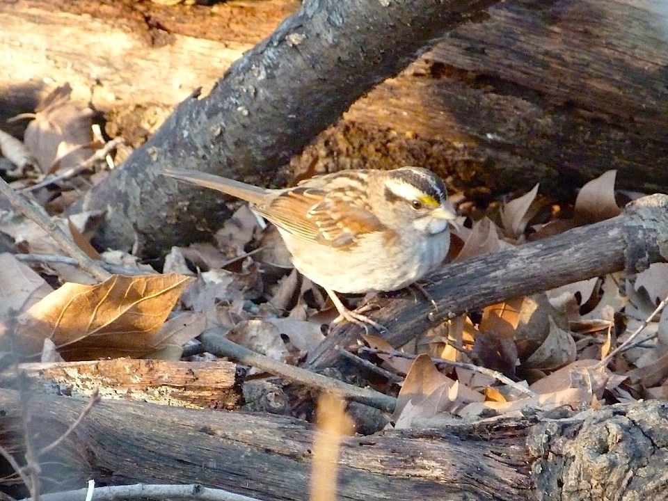 White-throated Sparrow NYC