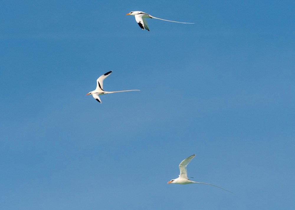 White-tailed Tropicbird Phaethon lepturus catesbyi, Abaco Bahamas (Sally Chisholm)