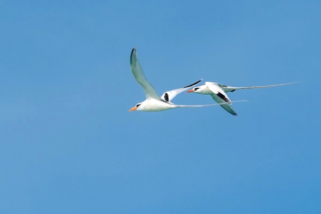 White-tailed Tropicbird Phaethon lepturus catesbyi, Abaco Bahamas (Sally Chisholm)