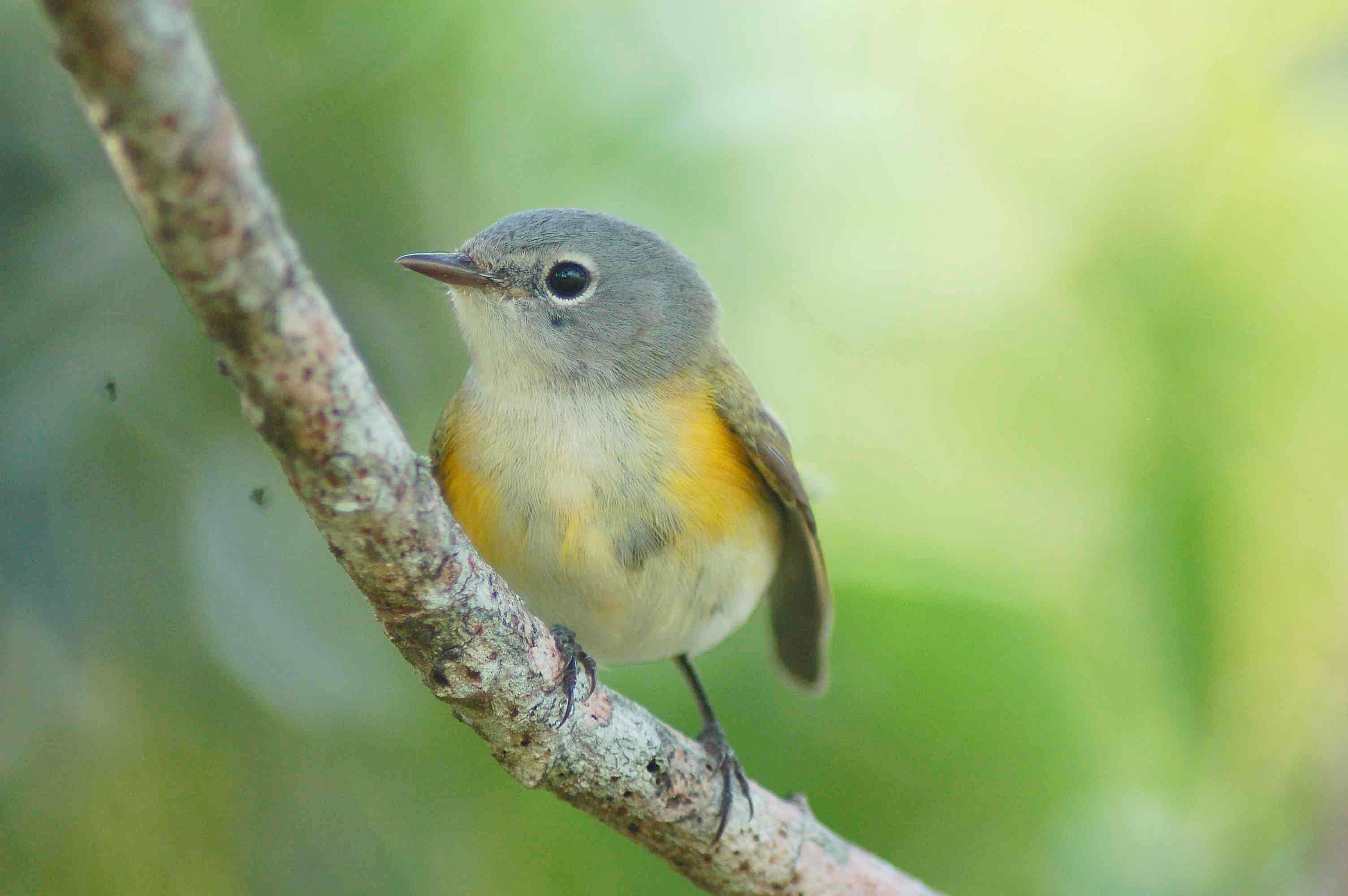 American Redstart (juv), Abaco (Becky Marvil)