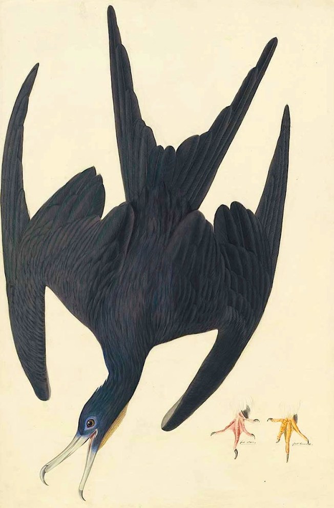 Audubon Frigatebird