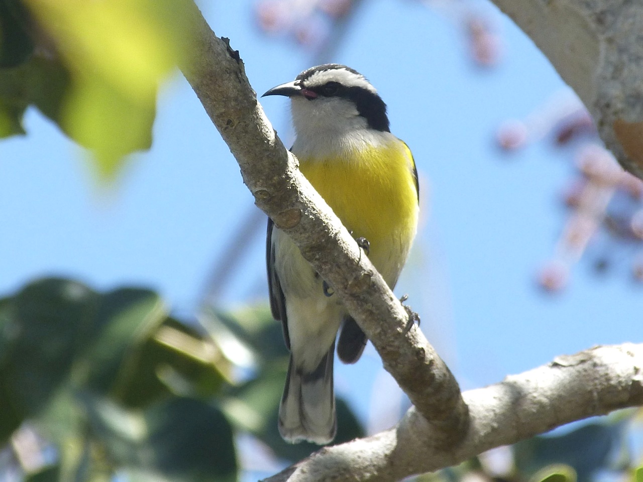 Bananaquit, Abaco 2 (Keith Salvesen)
