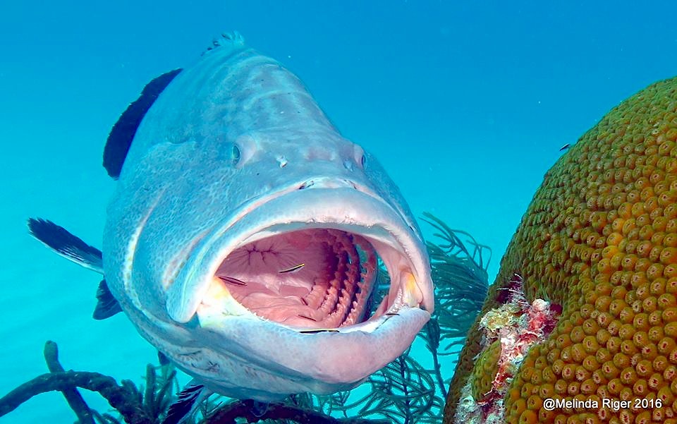 Black Grouper - Arnold - Cleaning Station - Neon Gobies ©Melinda Riger @ G B Scuba copy