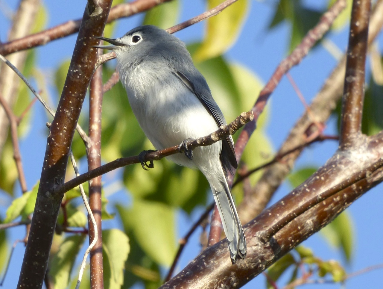Blue-gray Gnatcatcher, Abaco 1 (Keith Salvesen)