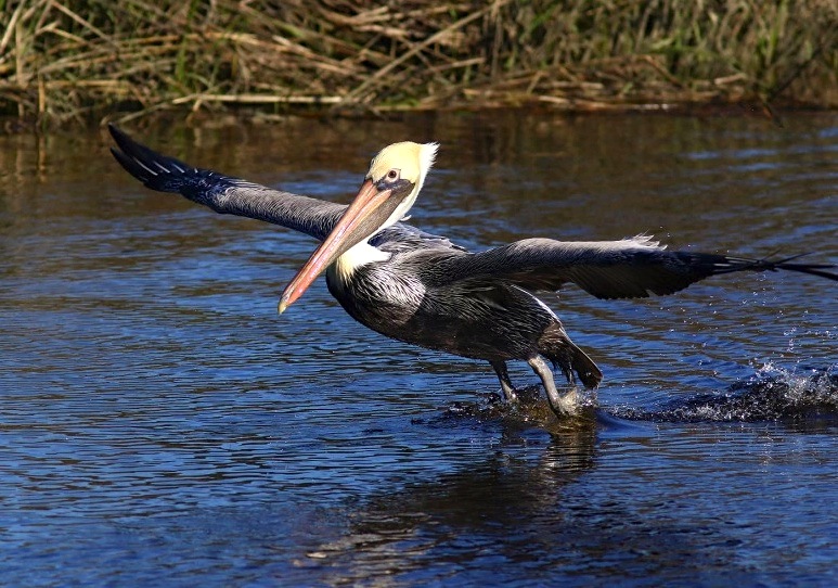 Brown Pelican 2 (Phil Lanoue)