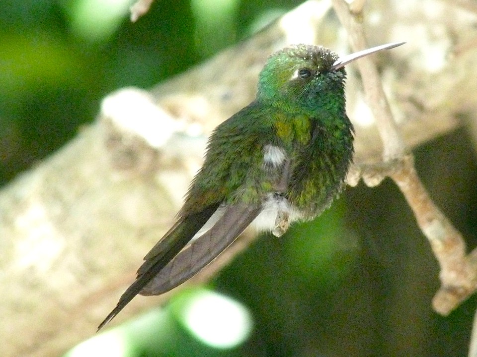 Cuban Emerald, Abaco (Keith Salvesen)