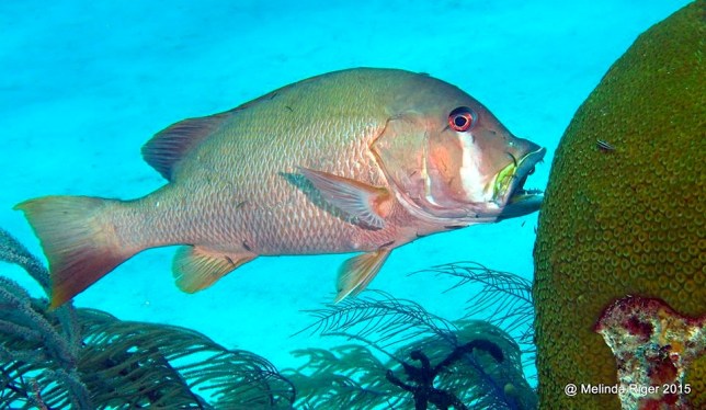 Dog Snapper at cleaning station ©Melinda Riger @ G B Scuba copy