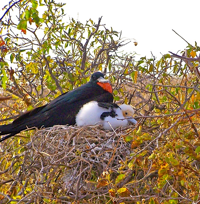 Magnificent Frigatebird (m) and chick on nest - Athena Alexander / Jet Eliot