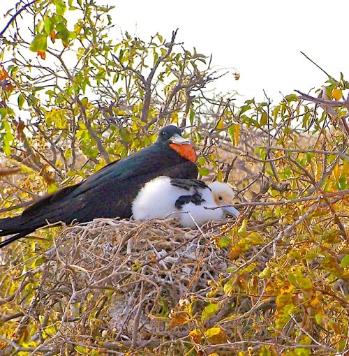Magnificent Frigatebird (m) and chick on nest - Athena Alexander / Jet Eliot