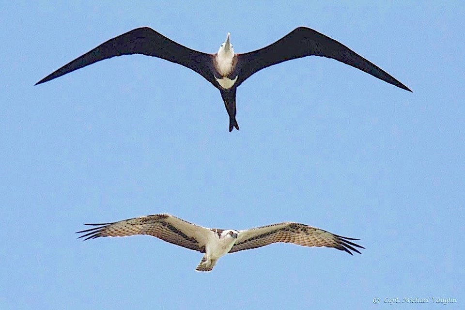 Frigatebird & Osprey Michael Vaughn