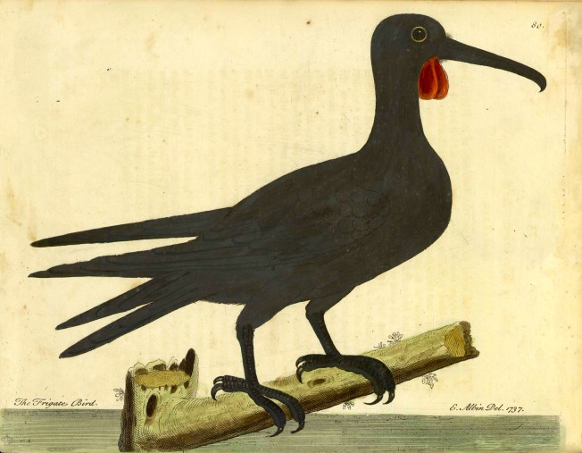 Frigatebird_Eleazar_Albin_1737