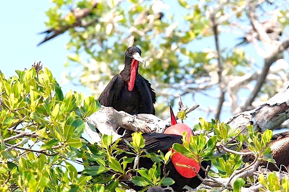 Frigatebirds (m) 1 Michael Vaughn