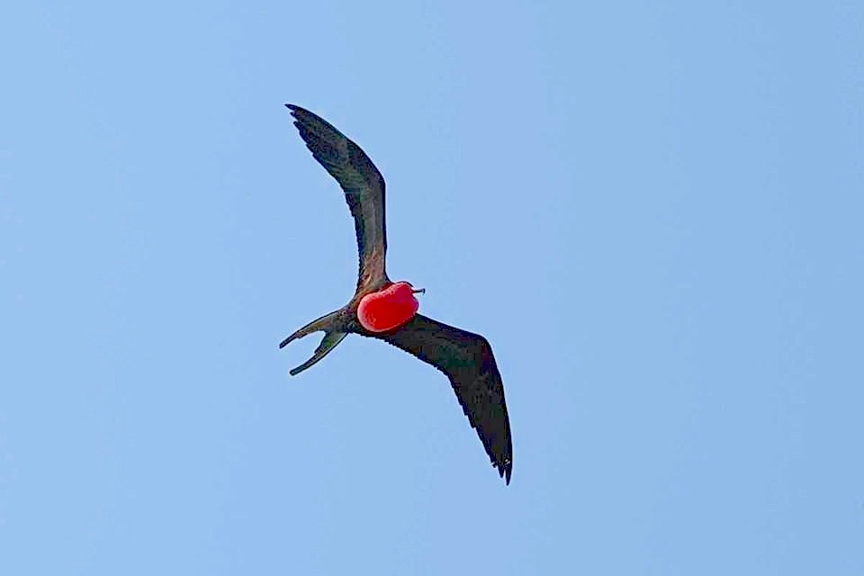 Frigatebirds (m) 2 Michael Vaughn