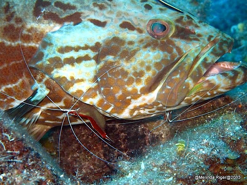 Grouper being cleaned ©Melinda Riger @ GB Scuba copy